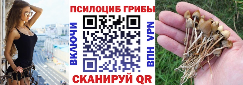 Галлюциногенные грибы Psilocybine cubensis  Бабаево 
